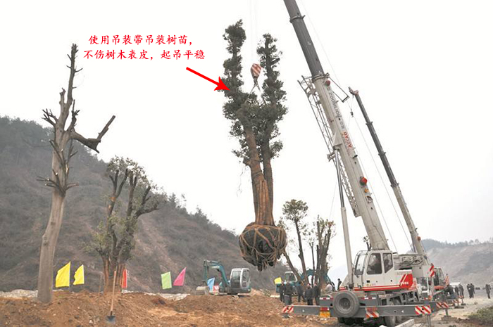 使用白色吊裝帶吊裝樹(shù)苗現(xiàn)場(chǎng)